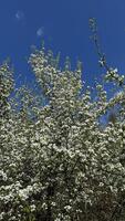 White flowers of apple trees in spring on a background of blue sky photo