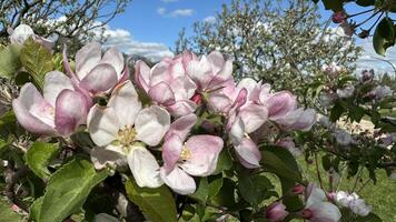 Blossoming apple tree in spring, close-up of the flowers photo