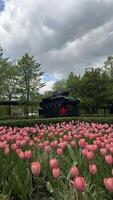 Tulips and tanks in the park in honor of Victory Day.World War I technology.Spring photo