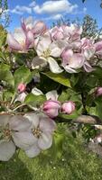 Blossoming branch of apple tree with pink flowers on a sunny day photo
