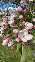 Apple tree blossom in springtime with pink and white flowers. photo