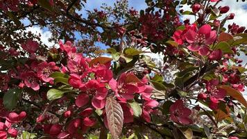Flowering branch of an apple tree with red flowers in spring photo