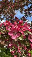 Blossoming branch of apple tree with pink flowers against blue sky photo