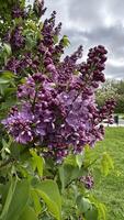 Purple lilac flowers on the background of green leaves and a cloudy sky photo