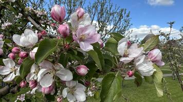 Blossoming apple orchard in springtime, close-up photo