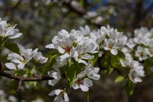 Flowers on the branches of a blossoming pear tree in spring photo