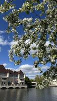 Blossoming branch of apple tree on the background of blue sky photo