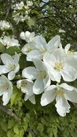Apple blossom in spring, closeup of white flowers on branch photo
