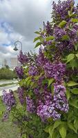Branch of lilac flowers on a background of the city. photo