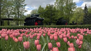 Tulips and tanks in the park in honor of Victory Day. World War I technology. Spring Day. photo