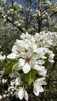 Apple blossom in spring, close-up of white flowers. photo