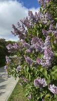 Lilac blooms in the park. Spring landscape with lilacs. photo