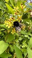 Bumblebee on a yellow flower collecting nectar in the garden photo
