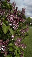Lilac blooming in the spring in the city park. photo