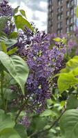 Purple lilac flowers on a background of green leaves in the spring photo