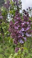 Purple lilac flowers blooming in the garden on a spring day. photo