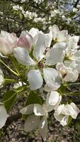 Apple blossom in spring, close-up of white flowers photo