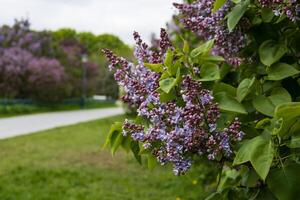 Branch of lilac flowers on a background of green grass.Blooming time lapse photo