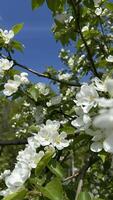 White flowers of apple trees in spring on a background of blue sky. photo