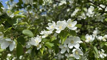 Apple blossoms in spring, closeup of white flowers on branches photo