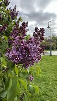 Branch of lilac flowers on a background of the city photo