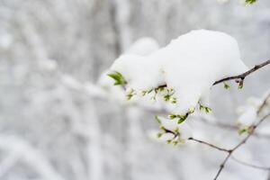 Spring Snow on Fruit and Berry Trees. Frosts Threaten the Harvest with Unexpected Cold Snap photo