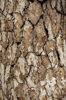 Tree bark texture background. Warm brown pine bark. High quality photo, vertical photo