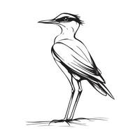 Masked lapwing bird on a white background Image vector