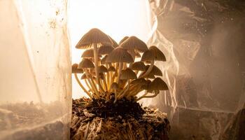 A group of mushrooms growing in a pot photo