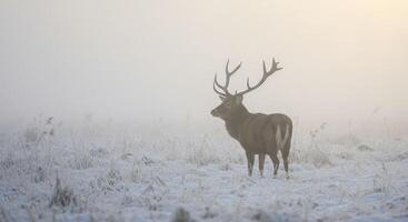 A deer stands in the fog on a snowy field photo