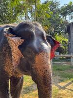 Large gentle elephant enjoying a peaceful wildlife sanctuary protected life, thriving in a nature park designed for elephant conservation and tourism. Cute exotic animal playing. photo