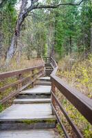 Wooden path with steps and handrails leading through forest to Korbu waterfall in Altai Russia. Scenic trail in wild nature near Teletskoye lake. High quality photo