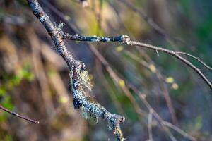 Usnea moss hanging on tree branches. Natural lichen growth in forest environment. High quality photo
