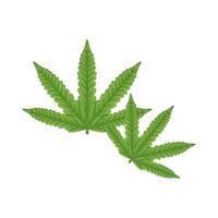 Illustration of Cannabis vector
