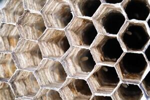 Macrophotography Wasp nest with hexagonal holes. Abstract textural backgrounds with dense hexagonal structure without gaps. Wasp nest for storing larvae, pollen and honey. Transparent nest photo