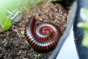 Macrophotography of millipedes protecting themselves by curling up. Closeup shot of Arthropods that have two pairs of legs on each segment of their body. Millipedes curled up. Creepy creature photo