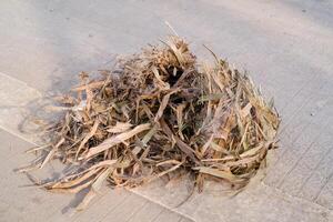 A bird's nest that fell. An empty nest lying on the roadside fell from a tree. Bird's nest made of stacked straw. Bird nest showcasing texture road cast. Heart breaking moment. Copy space photo