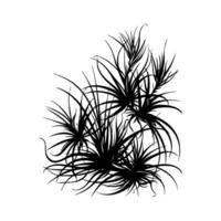 Black silhouette of spiky air plants with elongated leaves shown in graphic style on white background, concept of natural botany and minimalism vector