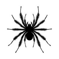 Black spider illustration with intricate details on a white background. Depicts a realistic and detailed spider with a concept of nature and insects vector
