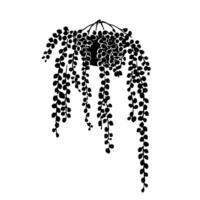 Black silhouette of a hanging trailing String of Pearls plant with cascading leaves, minimal graphic style, isolated on white background, concept of houseplant decor vector