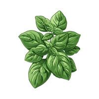 A bunch of vibrant basil leaves, illustrated in a detailed graphic style, on a plain background, representing freshness and culinary use vector
