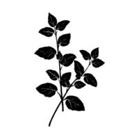 Silhouette of a basil plant branch with detailed leaves, minimalistic style, on a white background, vector
