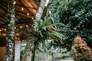 Ferns adorning trees and rustic lighting create an enchanting nature scene photo