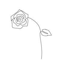 Isolated Rose Continuous Botanical Drawing vector