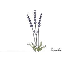 Lavender Continuous One Line Floral Drawing vector