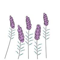 Minimalist Lavender Flower Continuous Line Sketch vector