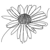 Floral Daisy One Continuous Line Sketch vector
