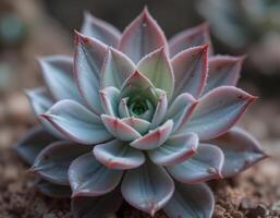Close-up of a Echeveria Succulent Showing Leaf Texture and Pattern photo