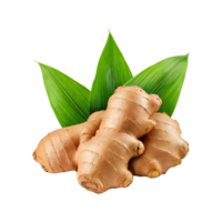 Ginger root with three leaves png