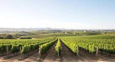 Rows of Green Grapevines Growing on a Vineyard at Daytime photo